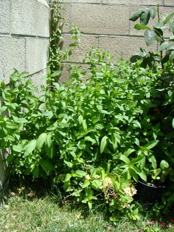 c0110280_933537.jpg