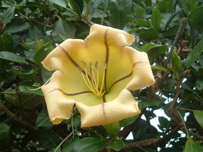 カップ オブ ゴールド 楽園ハワイの花図鑑