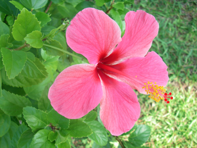 ハワイアン ハイビスカス 楽園ハワイの花図鑑