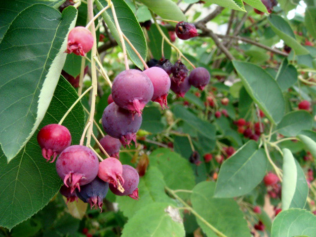 e0154682_2130934.jpg