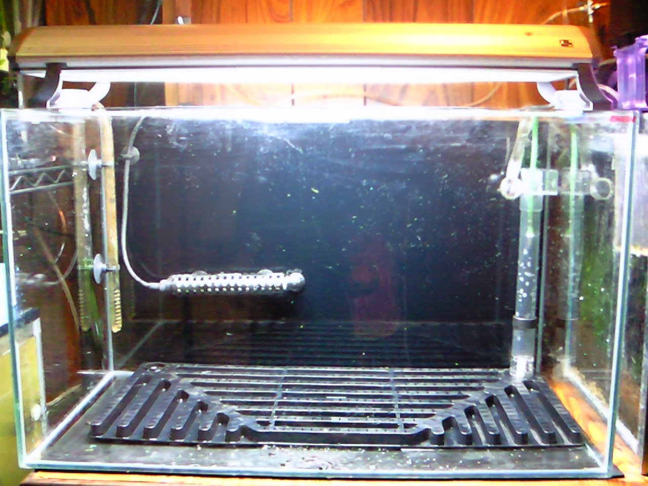ヘアーグラス水槽をリセットしたze 花鳥風月 Aquarium Life ヘアーグラス水槽をリセットしたze 花鳥風月 Aquarium Life