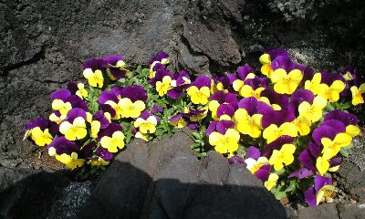 c0052091_15353430.jpg