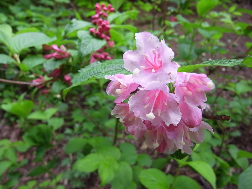 6月2日、浦臼山で見た花_f0138096_13275969.jpg