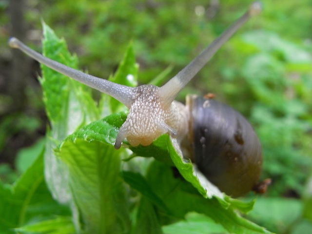 生物２題_f0157901_10384243.jpg