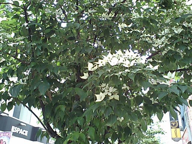d0054704_1523815.jpg