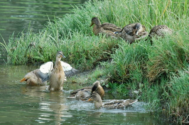 Duck family at Corte Madera Creek - マガモの一家_d0139709_6112815.jpg