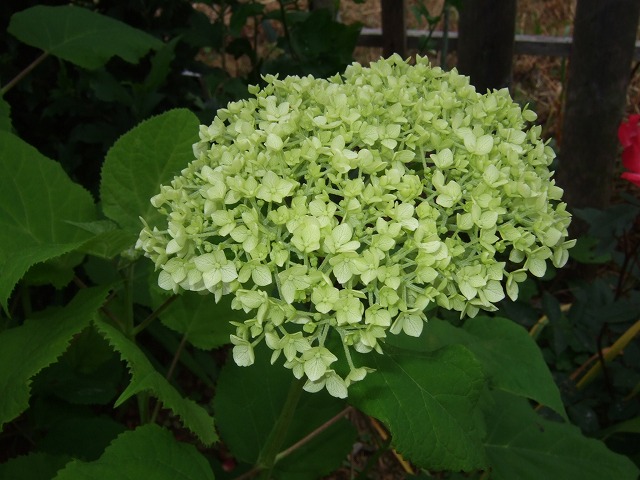 b0107310_20411662.jpg