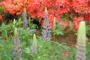 庭の花たちが・・・_f0096216_17173559.jpg