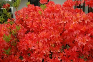 庭の花たちが・・・_f0096216_17182555.jpg