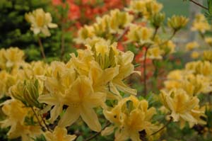庭の花たちが・・・_f0096216_17185856.jpg