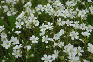 庭の花たちが・・・_f0096216_17193120.jpg