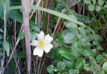 このような田園風景はいかがですか　～　♪_b0188121_22501819.jpg