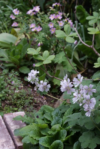 f0170524_1554474.jpg
