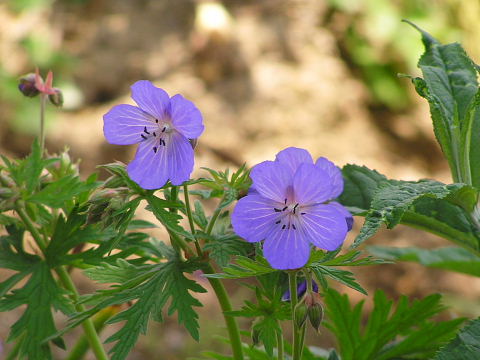 高山植物園へのアプローチ_c0051143_23453640.jpg