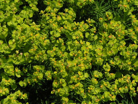 高山植物園へのアプローチ_c0051143_23503532.jpg