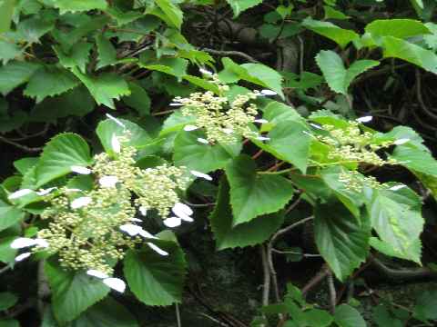 【東慶寺の岩煙草と岩がらみ】_b0009849_13465448.jpg