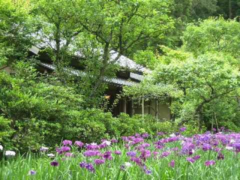 【花菖蒲の季節は東慶寺でお茶を】_b0009849_1736407.jpg