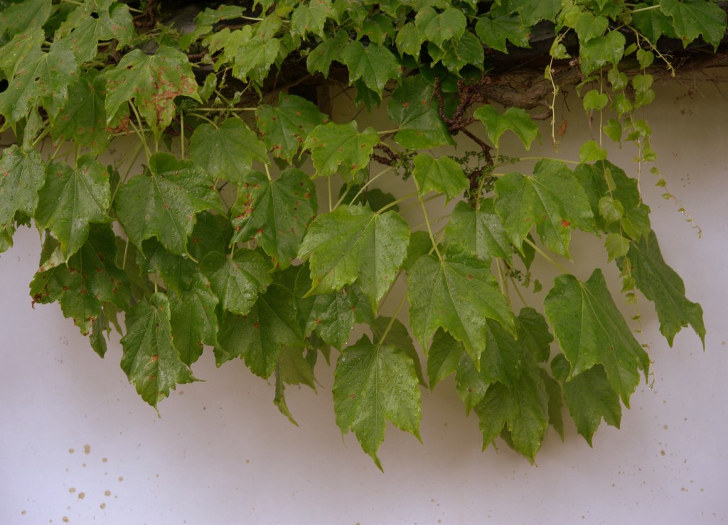b0147449_17313479.jpg