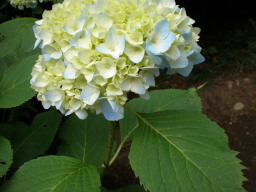 c0047449_2035367.jpg