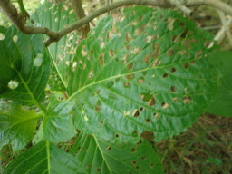 c0047449_20363668.jpg