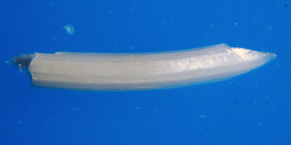 e0035757_1611172.jpg