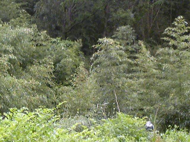 月とカニムシ、謎のこだま石_b0116271_2212299.jpg