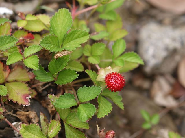 b0135573_194387.jpg