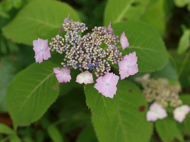 b0135573_1962033.jpg