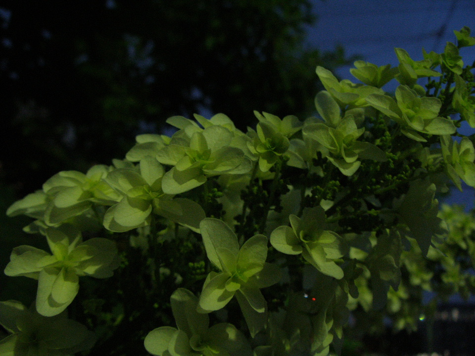 雨色の花が咲いたよ_e0132474_005269.jpg