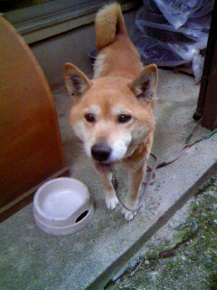 フクちゃんがお星様になりました…_c0167175_154955100.jpg