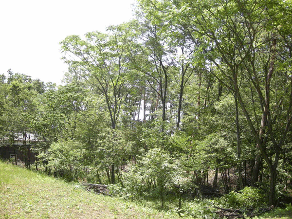 e0066883_2119111.gif