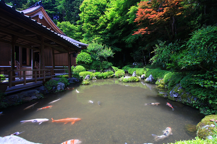 緑を求めて大原へ -後編- _e0051888_6324647.jpg