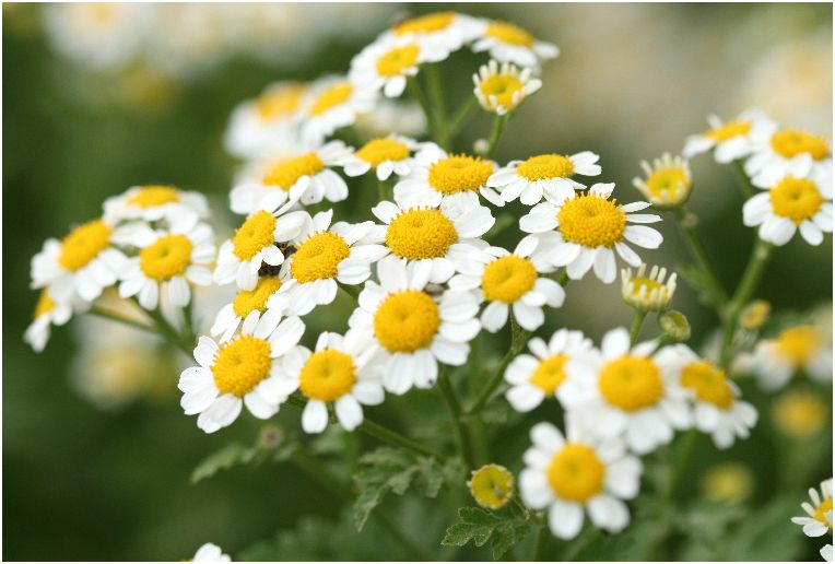 ワイルド フィバーフュー 夏白菊 素敵な花に出会いをもとめて 季節の花