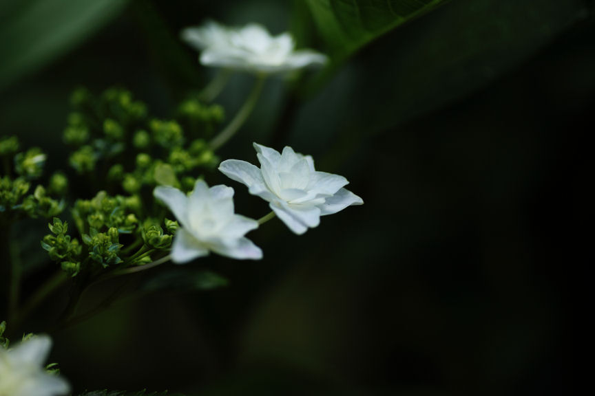 f0195893_795117.jpg