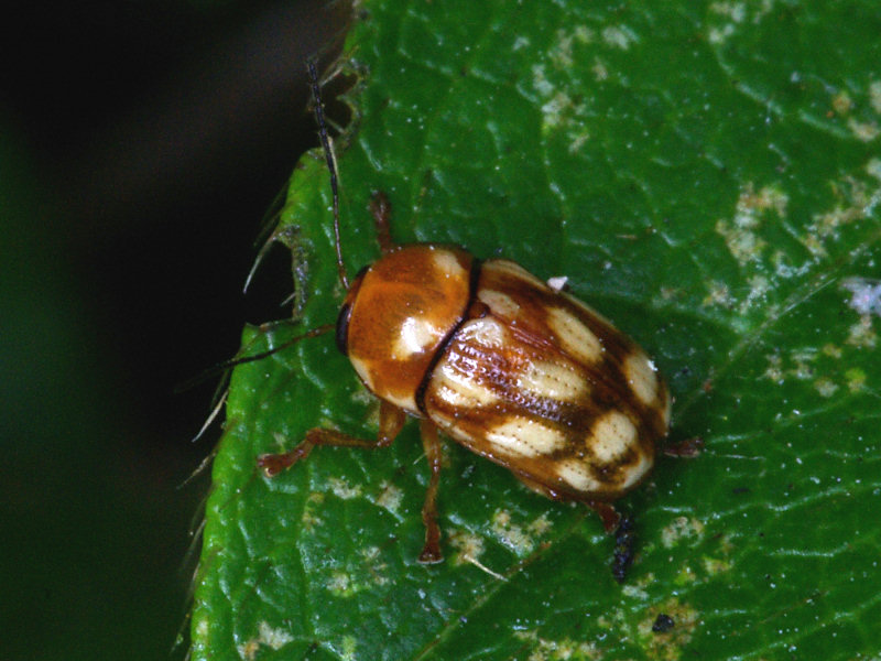 キボシツツハムシ（赤坂公園 2009/05/30撮影）_f0204094_8295716.jpg