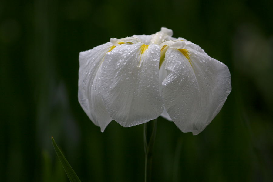 花菖蒲　睡蓮公開　　平安神宮　６月５日_a0046000_14504593.jpg