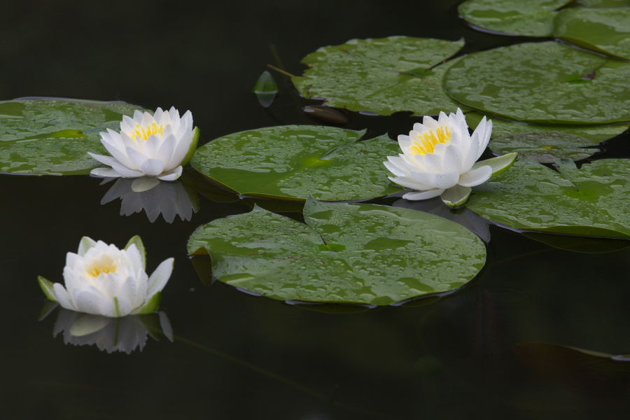 花菖蒲　睡蓮公開　　平安神宮　６月５日_a0046000_14523197.jpg