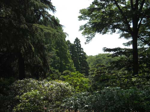 2009 神代植物公園:静寂_b0144301_0234374.jpg