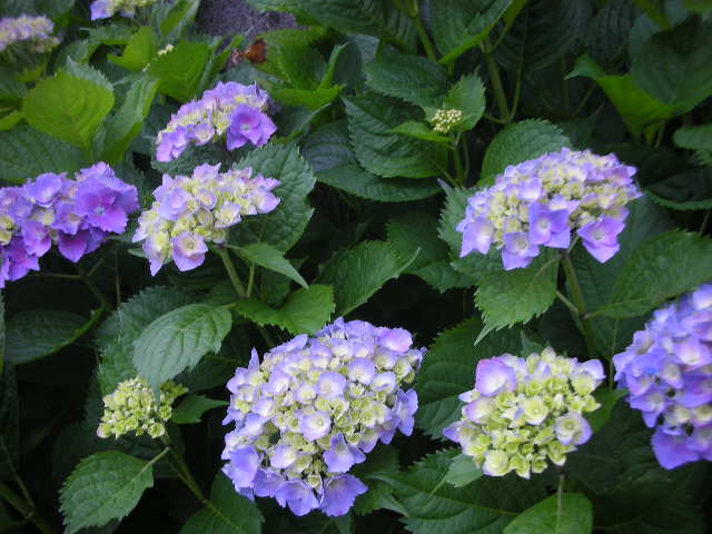 紫陽花を追って_c0155326_17505921.jpg