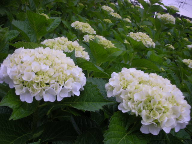 紫陽花を追って_c0155326_17553662.jpg