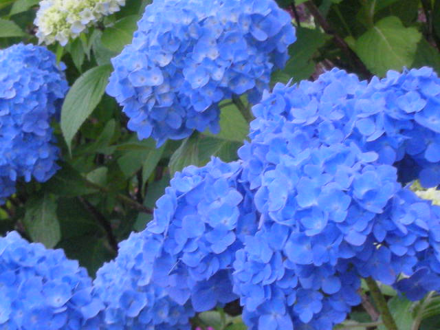 紫陽花を追って_c0155326_17574696.jpg