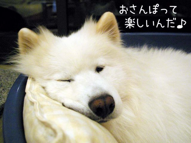 お散歩大好き_c0062832_1630242.jpg