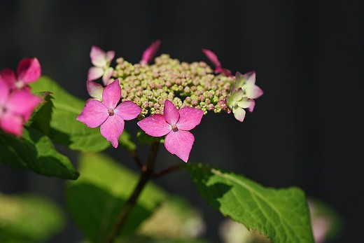 風の道の花_d0029333_20422022.jpg