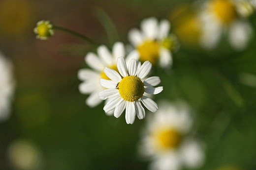 風の道の花_d0029333_20432151.jpg