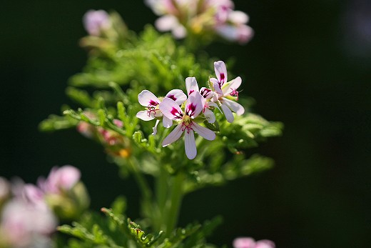 風の道の花_d0029333_204409.jpg