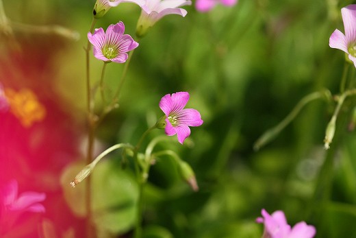 風の道の花_d0029333_20443378.jpg