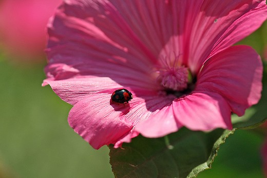 風の道の花_d0029333_2047025.jpg