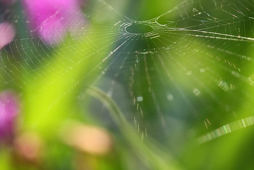 風の道の花_d0029333_20472320.jpg