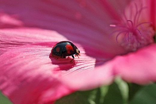 風の道の花_d0029333_2047915.jpg