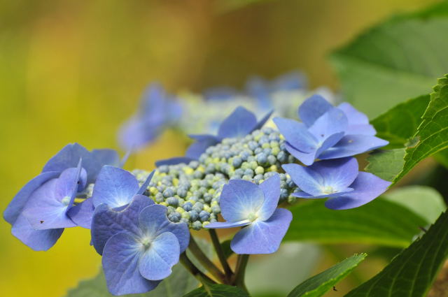 紫陽花の季節に 白秋の黄昏